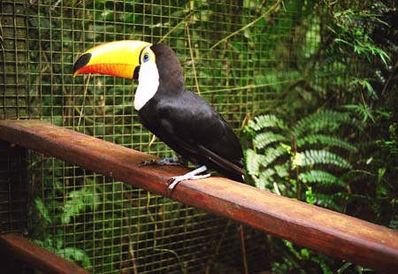 toucan