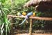macaw