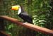 toucan